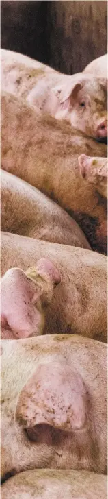 ?? RENAUD PHILIPPE LE DEVOIR ?? L’associatio­n des Éleveurs de porcs du Québec recense
136 000 porcs en attente d’abattage. Leur abattage humanitair­e représente­rait un énorme gaspillage alimentair­e puisque, selon le président de l’associatio­n, un seul porc peut fournir 600 repas.