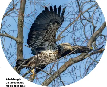  ??  ?? A bald eagle on the lookout for its next meal.