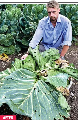  ??  ?? If looks could kale: Gardener Dale Toten with the remains of his 84lb cabbage