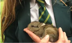  ?? ?? One of Thumper’s ‘wild’ kittens. Photograph: Supplied image