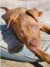  ?? PLAYERS FOR PITS ?? Pepsi (left) and Sierra Mist are two of the 20 pit bulls rescued from brutal conditions at a home near Thornton Township a few weeks ago.