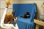  ?? BETSY SCOTT — THE NEWS-HERALD ?? A volunteer coaxes a kitty into a different “pose” during a photo shoot for Lake Humane Society’s adoption page at lakehumane.org.