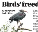  ?? ?? A northern bald ibis