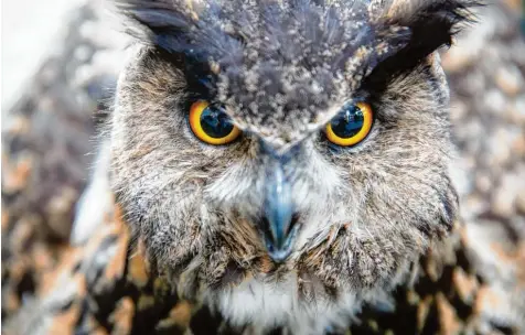  ?? Foto: Messe Augsburg/ Holger Rauner ?? Die Messe Jagen und Fischen ist nicht nur für Fachpublik­um gedacht. Auch Naturliebh­aber bekommen von 19. bis 22. Januar einen ganz besonderen Einblick in die Welt hei mischer Tiere – wie des Uhus – und deren Lebensraum.