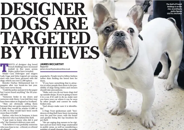  ?? GRETEL ENSIGNIA ?? The theft of French Bulldogs is on the rise, according to police figures