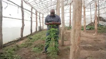  ?? ?? Maquenda Chunga has cultivated some cannabis plants but is unable to sell the crop back to USCA.