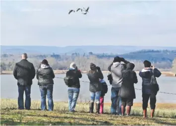  ?? STAFF FILE PHOTO ?? People gather near the Tennessee River to watch sandhill cranes during last year’s Tennessee Sandhill Crane Festival.