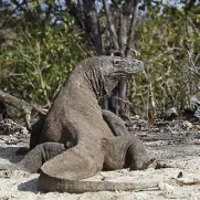  ??  ?? Komodo dragon