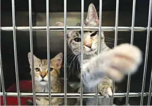  ?? Kelsey Walling/The Galveston County Daily News via AP ?? ■ A kitten sticks its paw through the kennel door Friday at the Galveston Island Humane Society. An oral birth control method for feral cats would supplement the current trap, neuter and release program.