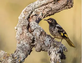  ??  ?? This 2017 photo provided by David Stowe shows a female regent honeyeater in Capertee National Park, New South Wales, Australia. There are only 300 to 400 of the birds left in the wild, says Ross Crates, an ecologist at Australia National University.