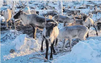  ?? FOTO: DPA ?? Die sogenannte Chronic Wasting Disease (CWD) befällt Rentiere, Hirsche und Elche.