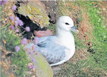  ?? ?? WANDERER: Fulmars, above, and guillemots, right, crowd on to the cliffs at Fowlsheugh, near Stonehaven.