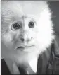  ?? Netf lix ?? A CROONING monkey takes the lead in David Lynch’s short film.