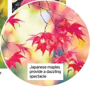  ??  ?? Japanese maples provide a dazzling spectacle