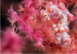  ??  ?? Bargibant’s pygmy seahorse is an extreme habitat specialist, living only in small groups on the surface of sea fans in the genus Muricella.