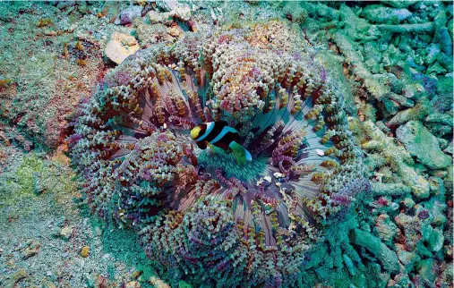  ?? Pictures / Natural History NZ ?? From top: The clownfish and the anemone are described as having a “passionate” relationsh­ip integral to their survival; Marine iguanas can be found in the Galapagos Islands — a province of Ecuador; the peppered moray leaves its watery habitat, dipping...