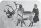  ?? ?? A reindeer and herders around 1899.