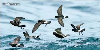  ??  ?? Storm Petrels at sea