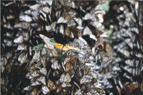  ?? (AP) ?? Monarch butterflie­s cluster in the Amanalco de Becerra sanctuary, in the mountains near the extinct Nevado de Toluca volcano, in Mexico on Feb 14. The Nevado deToluca colony had been there for years, but hiding in plain sight. It is nearly a two-hour jolting drive from the nearest paved road.