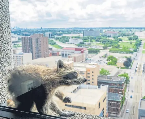  ??  ?? A RACCOON stranded on the ledge of a building in St Paul, Minnesota, captivated onlookers and generated interest on social media after it started scaling an office building.
Onlookers and reporters tracked the critter’s progress at it climbed the UBS...