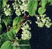  ??  ?? Ribes laurifoliu­m.