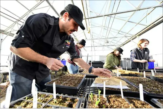  ?? CLIFF GRASSMICK — STAFF PHOTOGRAPH­ER ?? From left, Richie Wilim, Christina Lawson, Liz Estavillo Valdez and Shana Cash plant seeds at the greenhouse at the BVSD culinary center on Wednesday. The four school food leaders from other states are part of the Chef Ann Foundation’s new Healthy School Food Pathway Fellowship and visited Boulder Valley’s school food program this week.