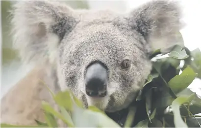  ?? Picture: AFP ?? HI, THERE. Oxley Kaylee, a koala that lost an eye and had her left-hand leg amputated after being hit by a car, at the Koala Hospital in Port Macquarie. Australia’s state of New South Wales yesterday unveiled a R320 million plan to help save koalas as...