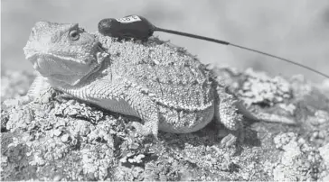  ?? For the Calgary Herald ?? If you’re travelling to Grasslands National Park in Saskatchew­an and you’re very lucky, you may catch a glimpse of the Greater Short-Horned Lizard, Canada’s version of the iguana. This creature shoots blood out of its eyes.