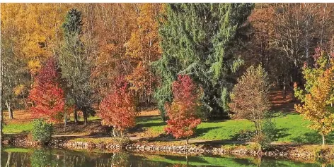  ?? FOTO: THOMAS REINHARDT ?? Bei strahlende­m Sonnensche­in lässt sich am Jägersburg­er Brückweihe­r im Herbst die volle Farbenprac­ht bewundern.