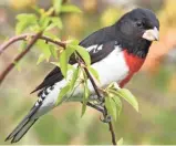  ?? BEV ENGSTROM ?? The rose-breasted grosbeak breeds in Wisconsin in the summer.