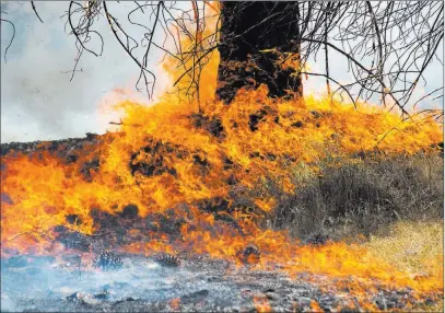  ?? Paul Kitagaki Jr. ?? The Associated Press A tree burns during the Pawnee fire in Spring Valley on Monday in Lake County, Calif. Thousands were forced to flee their homes Monday as major wildfires encroached on a charred area of Northern California.