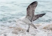  ?? AFP ?? A seagull covered by a plastic bag struggles to take flight. People have become increasing­ly more sensitive to problems created by single-use plastics.