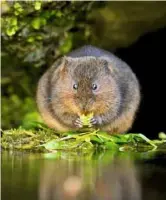  ??  ?? Water voles often sit in one place to eat, leaving behind a small pile of stems.