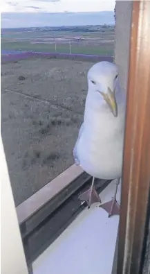  ??  ?? Horace the seagull taps on the window for food.