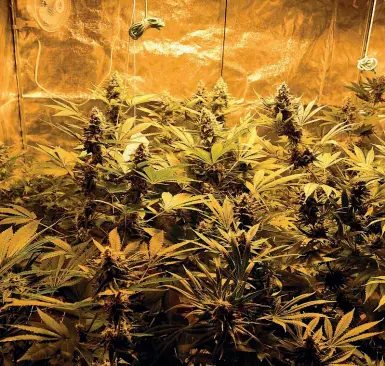  ??  ?? La serra Una delle due serre utilizzate da un 26enne per coltivare marijuana nella sua cascina alle porte di Cremona