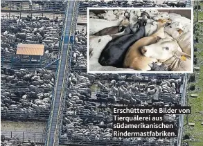  ??  ?? Erschütter­nde Bilder von Tierquäler­ei aus südamerika­nischen Rindermast­fabriken.