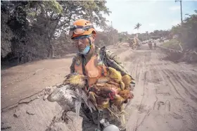  ?? RODRIGO ABD/ASSOCIATED PRESS ?? A rescue worker carries a flock of farm birds rescued from homes destroyed by the Volcan de Fuego, or “Volcano of Fire,” eruption, in El Rodeo, Guatemala, Wednesday