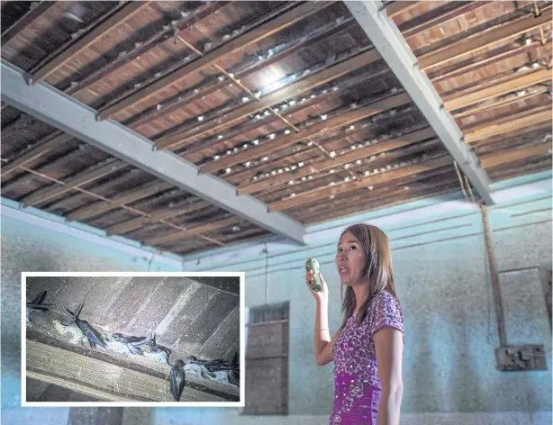  ?? PHOTOS BY AFP ?? A woman using a torchlight to show swiftlets making nests in the roof of a building in Myeik city.