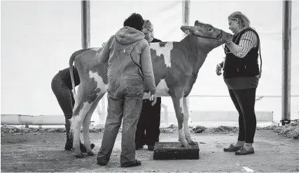  ?? Pic: Peter Hall ?? One of Peter Hall’s photos of the Royal Bath and West Show on display at the Somerset Rural Life Museum in Glastonbur­y