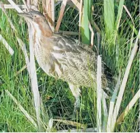  ?? Photo / NZME ?? The rare Australasi­an bittern was sighted twice.