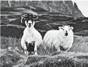  ?? CAMERON HEWITT/RICK STEVES’ EUROPE ?? As you drive around the Trotternis­h Peninsula on the Isle of Skye, you may encounter more sheep than people.