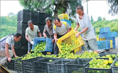  ?? PHOTOS PROVIDED TO CHINA DAILY ?? A good harvest of tangerines is set to greatly help farmers in Sandu to increase their incomes this year.