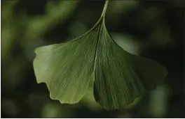  ?? PHOTOS BY CAROLYN KASTER — THE ASSOCIATED PRESS ?? A distinctiv­e fan-shaped ginkgo leaf in the Fossils Atmosphere­s Project is seen in the morning sun at the Smithsonia­n Research Center in Edgewater, Md., Tuesday. “Ginkgo is a pretty unique time capsule,” said Peter Crane, a Yale University paleobotan­ist. “It is hard to imagine that these trees, now towering above cars and commuters, grew up with the dinosaurs and have come down to us almost unchanged for 200million years.”