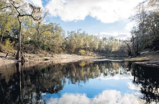  ?? PATRICK CONNOLLY/ORLANDO SENTINEL ?? Trees are reflected in the blackwater of the Suwannee River during a sunny day near White Springs on Dec. 17.