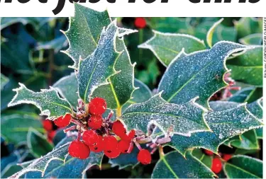  ??  ?? Winter brights: Hollies, such as ilex aquifolium, add colour to a frosty garden