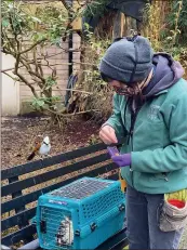  ??  ?? Zookeeper Lindsey Miller works with Boo, the Western spotted skunk while Kix, the white-crested laughing thrush, watches in the Nancy Hilfiker Aviary at Sequoia Park Zoo in Eureka.