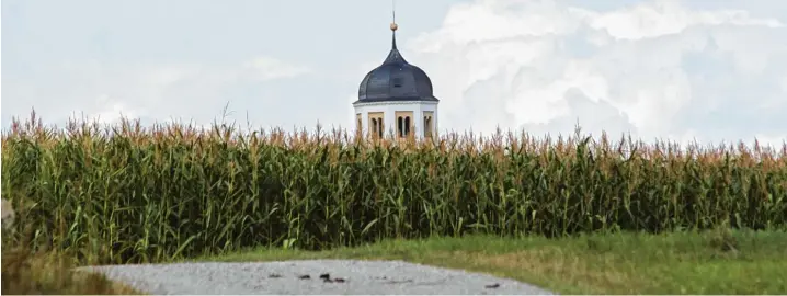  ?? Fotos: jsto ?? Wenn der Mais in den Himmel wächst: Die Kirche Mariä Himmelfahr­t in Mattsies verschwind­et in diesen spätsommer­lichen Tagen hinter einer Wand aus Mais. Die Kirche übrigens hat etwas ganz Besonderes zu bieten. Pfarrherr war hier im 15. Jahrhunder­t Papst Pius II. Der höchste Repräsenta­nt der Katholiken war aber nie im heutigen Unterallgä­u.