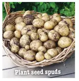  ??  ?? Plant seed spuds