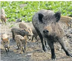  ?? FOTO: FRANK MAY/DPA ?? Mit Saufängen sollen in der Regel ganze Gruppen von Wildschwei­nen eingefange­n und geschossen werden.