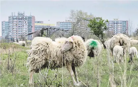  ?? Foto: Yan Renelt, MAFRA ?? Dvě stovky ovcí se nyní pasou u Milíčovské­ho rybníka, příští týden je čeká stěhování.